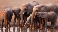 Rencontrez « l’homme de l’eau » qui apporte tous les jours des camions chargés d’eau pour sauver les animaux assoiffés