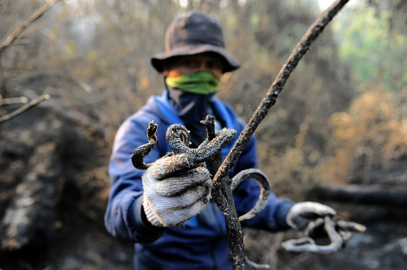 En Indonésie, l'homme qui a tué un serpent à mains nues adulé des réseaux sociaux