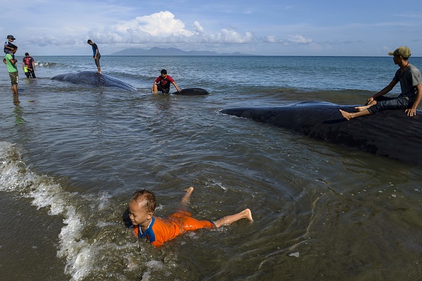 Des cachalots nagent près de leurs congénères morts sur une plage d'Aceh Besar le 14 novembre 2017. Quatre cachalots échoués en Indonésie sont morts, a déclaré un responsable le 14 novembre, après que des sauveteurs aient tenté d'évacuer un groupe de cachalots échoués.
(CHAIDEER MAHYUDDIN / AFP / Getty Images)