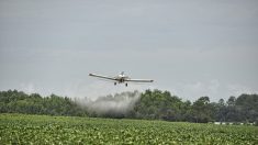 OGM et augmentation du taux d’herbicide dans le corps