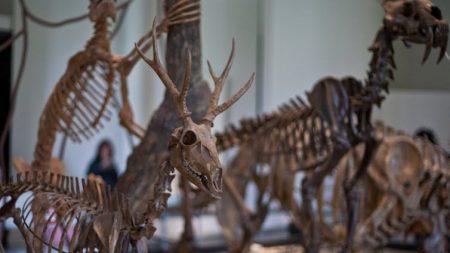 À propos des grandes crises d’extinction