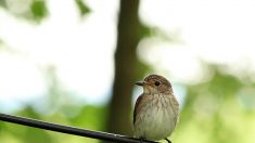 « En direct des espèces » : le Gobemouche gris, une histoire corse