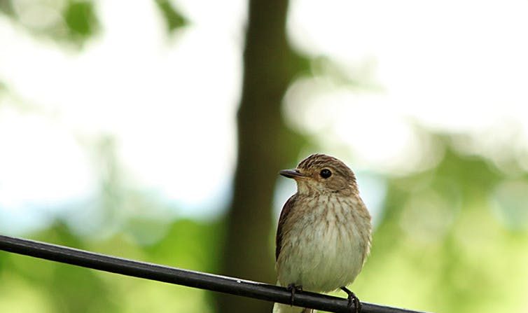 Muscicapa striata. (Tomas Čekanavičius/Wikimedia/CC BY)