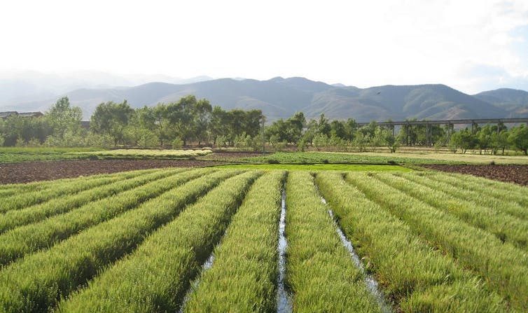 Rizières dans le Yunnan (Chine). (Global Water Forum/Flickr, CC BY)