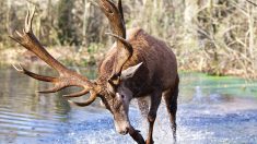 Oise : un cerf charge et tue un chasseur dans la forêt de Compiègne