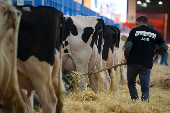 Producteurs laitiers en colère : Lactalis va baisser de 9% ses achats de lait