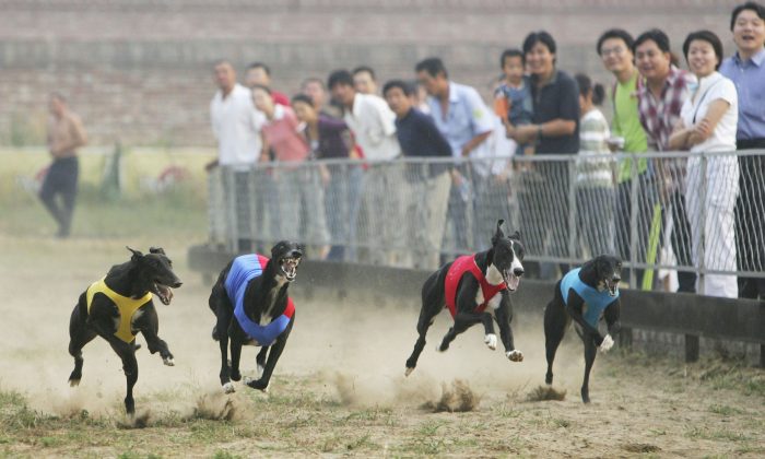 Des lévriers en course au village de Songzhuang dans le district de Tongzhou le 16 septembre 2006 à Pékin, Chine. (China Photos/Getty Images)