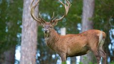 De plus en plus de Français s’opposent à la chasse