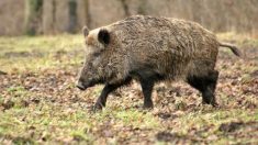 Isère : un chasseur « en urgence absolue » après avoir été chargé par un sanglier dans les bois