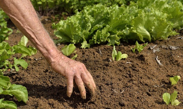 Sélectionner les pratiques agricoles qui permettront d’accroître le stock de carbone des sols. (Jansen Lube/Flickr, CC BY)