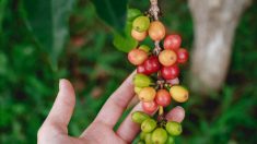 Le changement climatique va-t-il nous priver de café ?