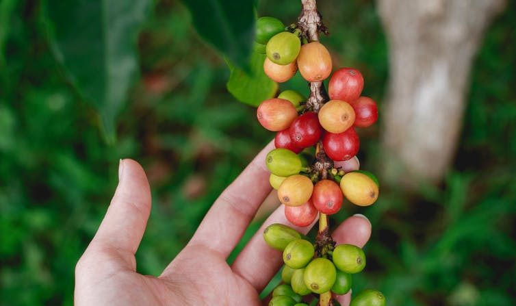 Plus de 2 milliards de tasses de café sont bues chaque jour dans le monde. (Katya Austin/Unsplash)