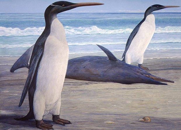 Illustration par l’artiste Chris Gaskin du musée de géologie de l’université d’Otago, Nouvelle-Zélande montrant un pingouin géant qui aurait vécu il y a 27 à 24 millions d’années, basée sur des fossiles originaux. (Chris Gaskin/Geology Museum/University of Otago)