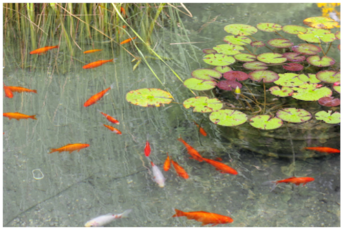 Envelopper le pognon dans du papier sulfurisé et le cacher au fond d'un étang à poissons. (Epoch Times)