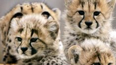 Naissances de huit bébés guépards dans un zoo des États-Unis