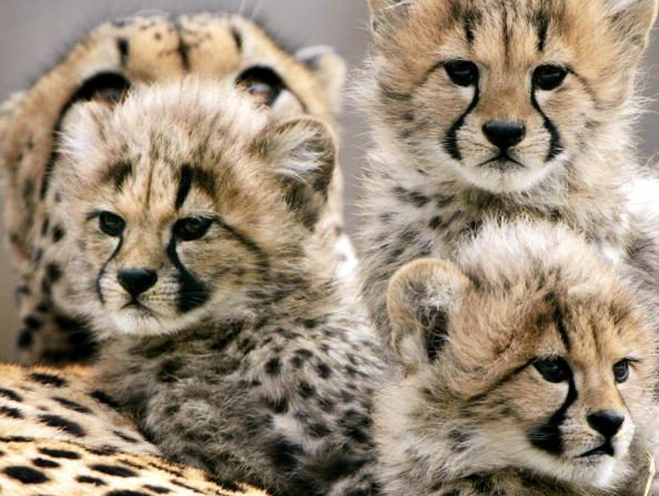 Naissances de Huit  bébés guépards dans un zoo des  Etats Unis  (Photo Win McNamee/Getty Images)