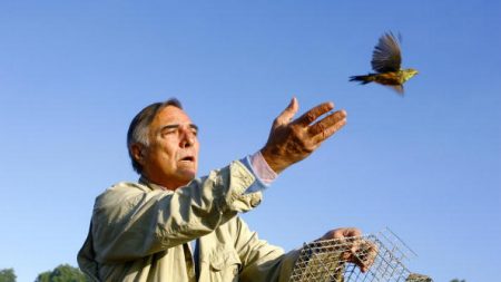 Sud-Ouest : La traditionnelle chasse à l’ortolan devrait bientôt disparaître