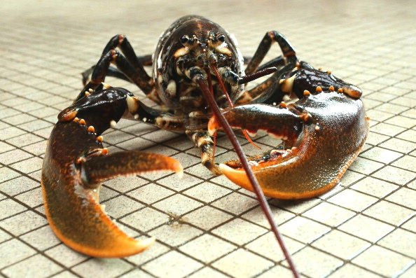  La Suisse interdit d'ébouillanter les homards (Photo: Sean Gallup/Getty Images)