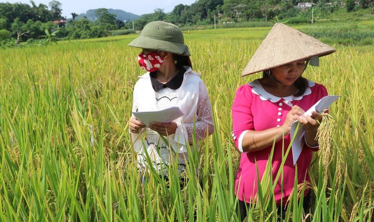 Ma CSV Field Day 2017 Vietnam. (Climate Change, Agriculture and Food Security / Flickr, CC BY-NC-SA)