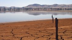 Chaleur en Australie : La température grimpera jusqu’à 44° ce week-end