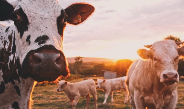 La première source d’émissions de gaz à effet de serre agricoles résulte de la digestion des bovins. (Stijn te Strake/Unsplash)