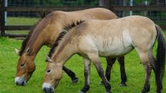 Il n’existe plus de chevaux sauvages sur Terre