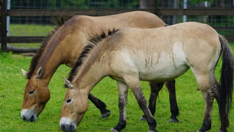 Chevaux de Przewalski. (Pixabay)