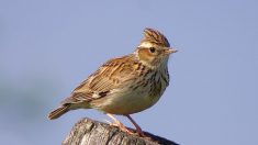 Le déclin vertigineux des oiseaux des campagnes françaises fait craindre le pire aux spécialistes