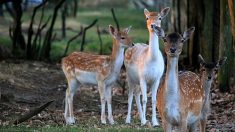 Quatre magnifiques daims seront abattus en Ardèche. La préfecture signe l’arrêté