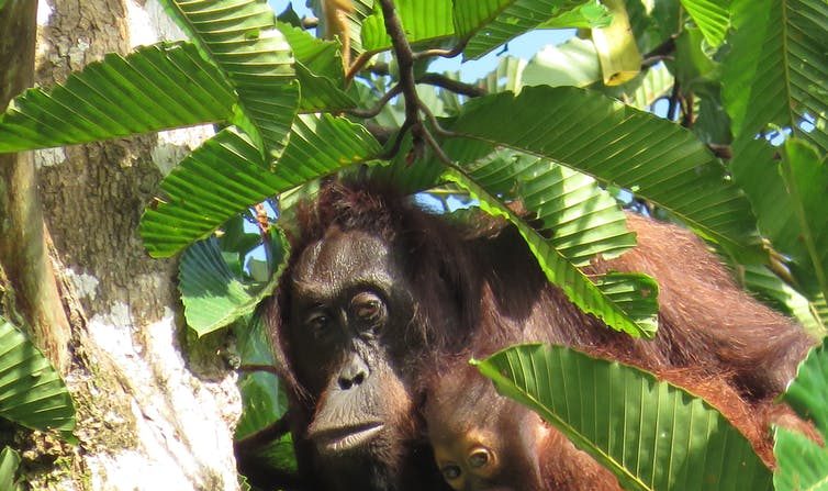 Les orangs-outans ont le taux de reproduction le plus lent parmi les mammifères avec, en moyenne, un petit par femelle tous les huit ans. (Hutan-Kocp/Kapar, Author provided)