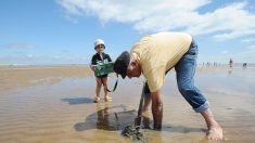 Sur l’île d’Oléron, le combat entre un MacDo et un MacDol