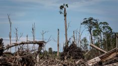 La bio-raffinerie de Total à La Mède sera dopée à l’huile de palme, dénoncent des ONG