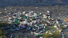 Des scientifiques créent par hasard une enzyme qui dévore le plastique des bouteilles