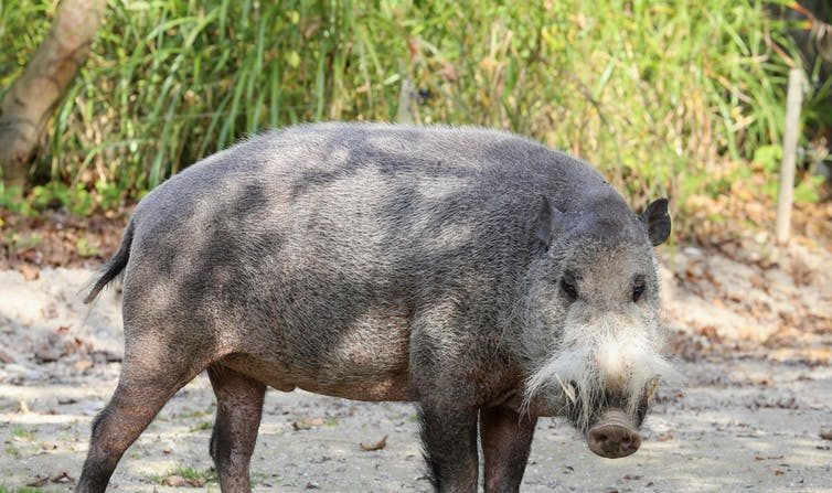 Le sanglier barbu, l’un des animaux les plus emblématiques de l’archipel malais. (Rufus46/Wikipedia, CC BY-SA)