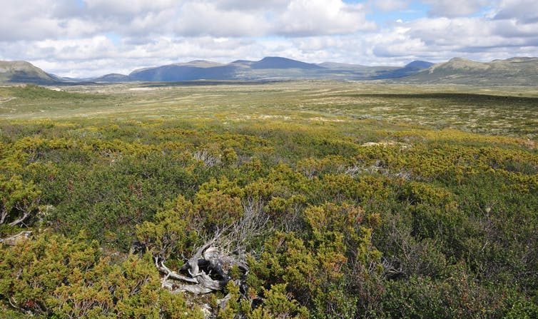 Toundra alpine, Dovrefjell National Park, Norvège. (Christopher Carcaillet, Author provided)