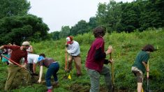 Aux origines de la permaculture