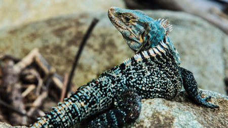 Panda ou iguane bleu: pas que des mauvaises nouvelles dans la nature