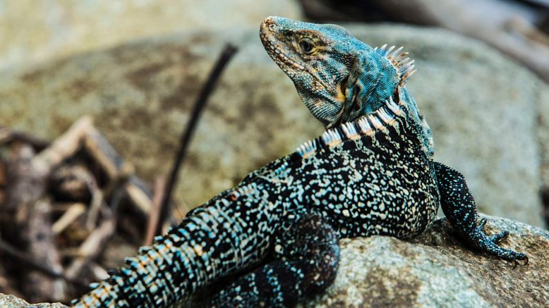 Un iguane se prélasse au-dessus d'un rocher sur la plage de Bahia Ballena à Puntarenas, à environ 230 km au sud-ouest de San Jose. Photo EZEQUIEL BECERRA / AFP / Getty Images