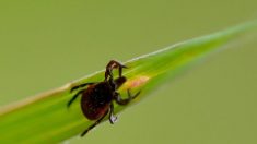 Maladie de Lyme : bientôt un protocole national pour le diagnostic et les soins