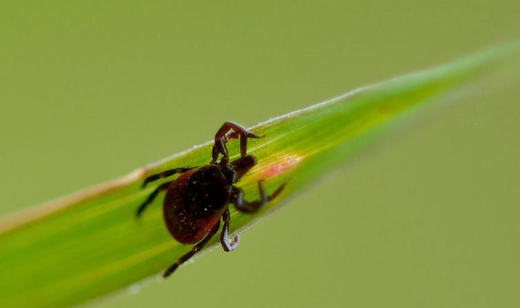 Une tique Ixodes ricinus femelle, sur un brin d'herbe. Elle est le vecteur de la maladie de Lyme. (Bernard Ruelle/Flickr, CC BY-NC-ND)