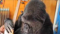 Mort de Koko, le gorille qui parlait le langage des signes