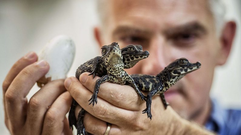 Samuel Martin, le directeur du zoo de Pierrelatte, tient des crocodiles nains africains, le 22 septembre 2014, trois jours après leur naissance au centre zoologique La Ferme aux Crocodiles à Pierrelate, dans le sud-est de la France. Photo JEFF PACHOUD / AFP / Getty Images.