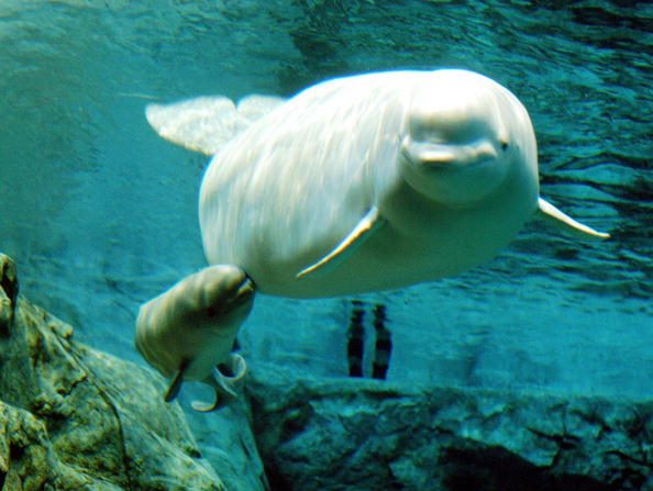 Un bébé béluga blanc se blottit contre sa mère dans un grand aquarium au Port de Nagoya. Photo / JIJI PRESS AFP / Getty Images.