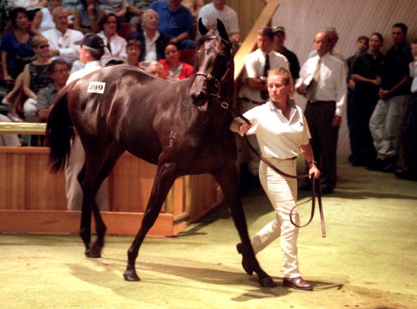 Une pouliche Zabeel Marquise, s'est vendue1 450 000 à la vente nationale de yearlings à Karaka. Photo David Hallett/Getty Images.