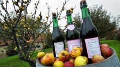 Le cidre du Cotentin devient Appellation d’origine protégée