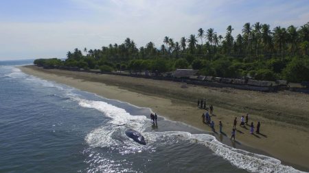 Thaïlande: une baleine meurt après avoir avalé 80 sacs en plastique