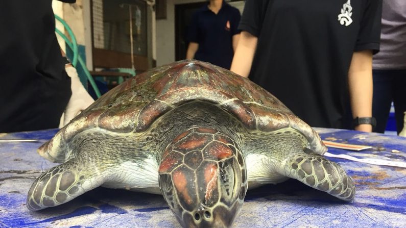 Cette photo prise le 6 juin 2018 et publiée par le Centre de recherche et de développement sur les ressources marines et côtières le 11 juin 2018, montre la carcasse de la tortue verte, elle est morte, les plastiques ont obstrué tous ses organes internes. Photo CENTRE DE DEVELOPPEMENT DES RESSOURCES MARINES ET CÔTIÈRE/ AFP / Getty Images.