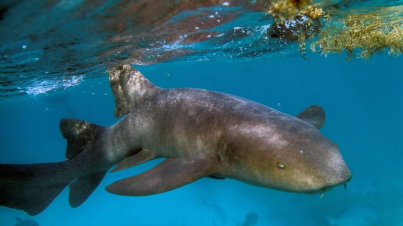  Un requin nourrice est aperçu au récif corallien de la réserve marine de Hol Chan dans la banlieue du village de San Pedro, au Belize, le 7 juin 2018. Photo PEDRO PARDO / AFP / Getty Images.