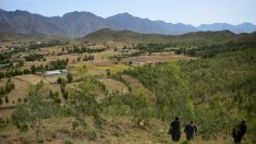 Au Pakistan: des centaines de millions d’arbres plantés contre la déforestation