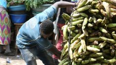 Au Gabon, la difficile lutte contre le trafic d’enfants ouest-africains